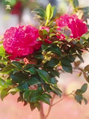 Pengantin Bunga Mengubah Takdir
