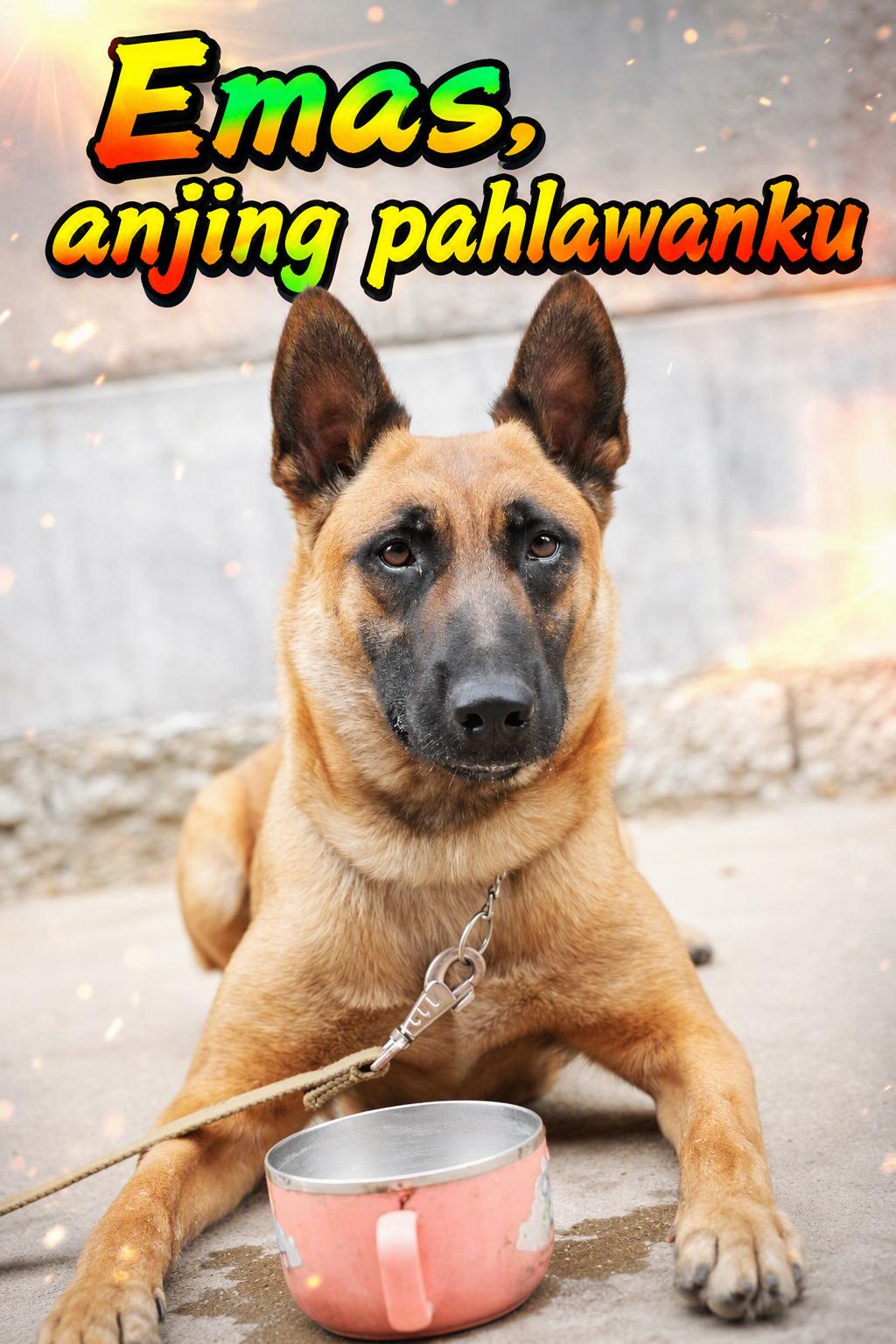 Emas, anjing pahlawanku