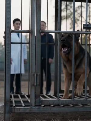 Boleh faham suara hati anjing