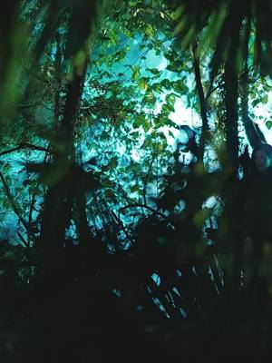 উইলো স্পিরিটের প্রতিশোধ