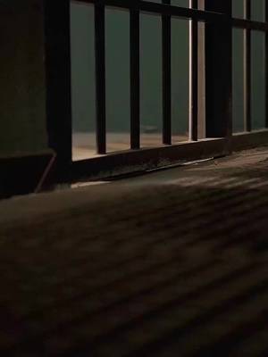 喜鵲歸巢了