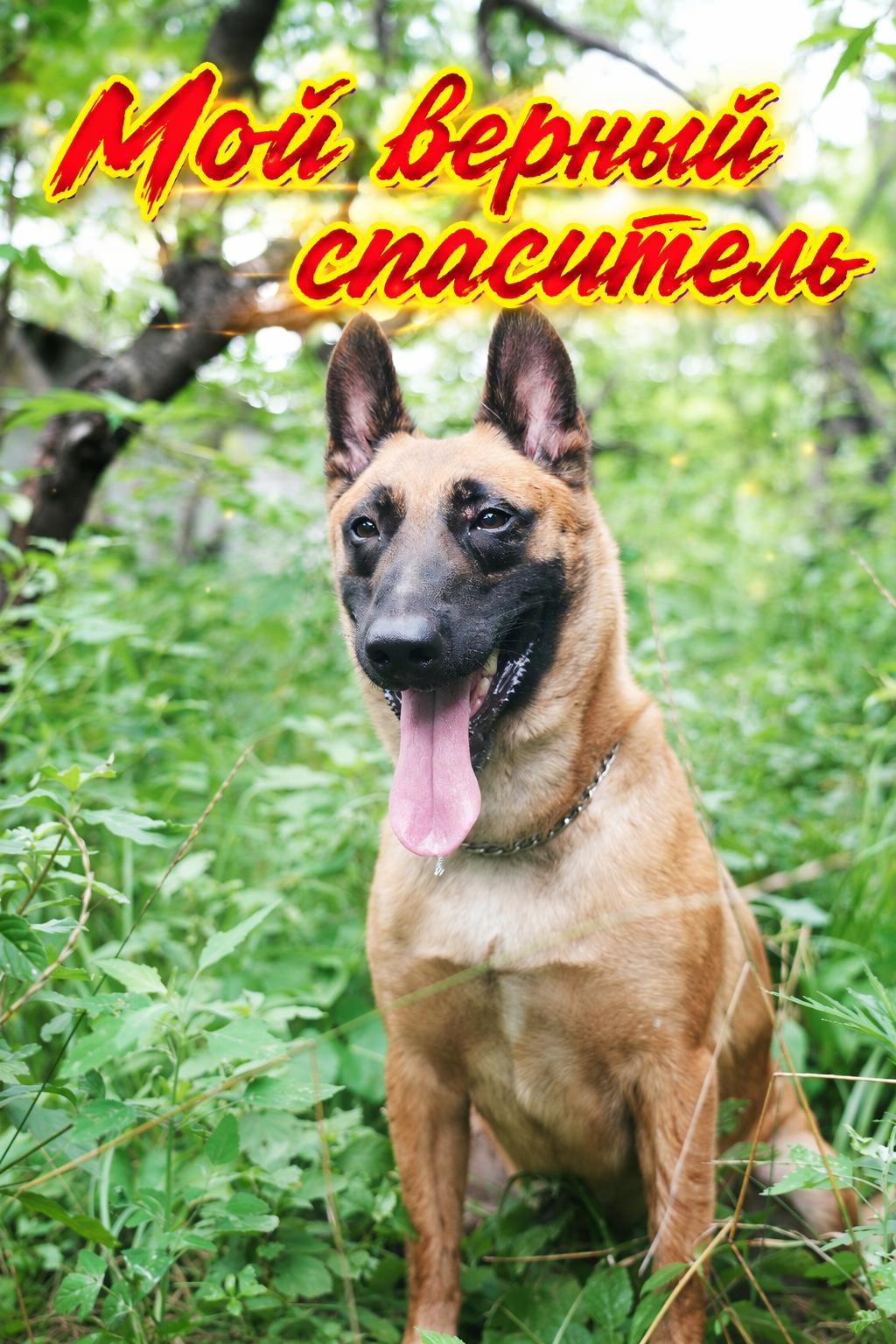Клятва собаки-героя