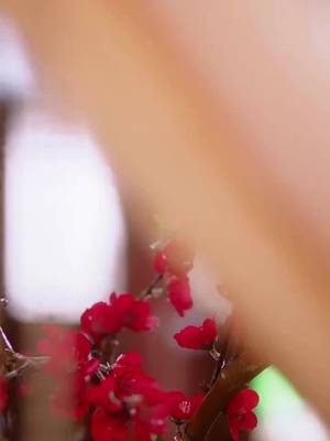 Tỷ Muội Xuyên Không Báo Thù
