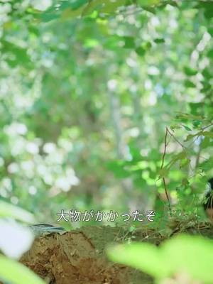 Khế Ước Thần Ưng