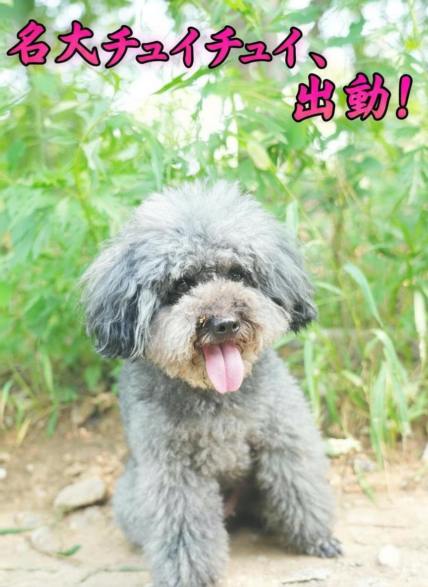 チュチュ：英雄犬