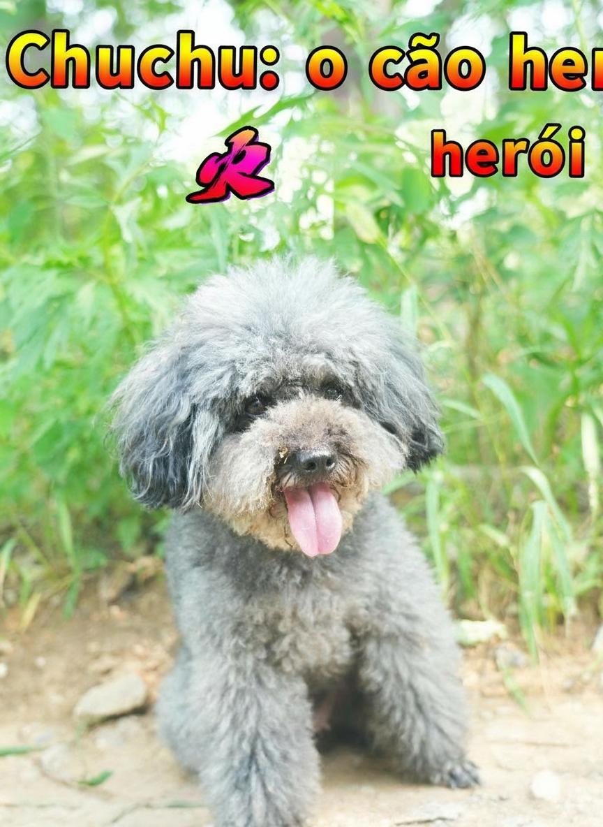 Bruno 救援行动