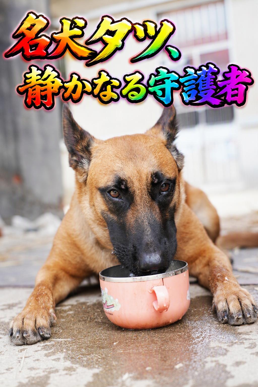 名犬タツ、静かなる守護者