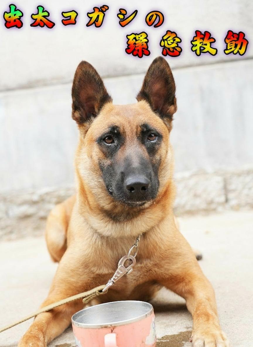 忠犬コガネの緊急救助