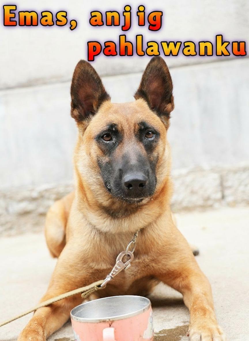 黄金猎犬：忠诚卫士