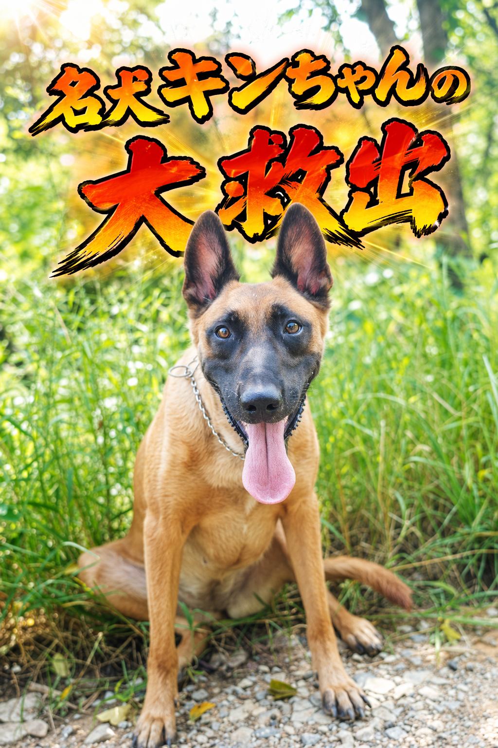 名犬キンちゃんの大救出