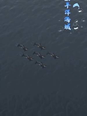 重生虎鲸明星