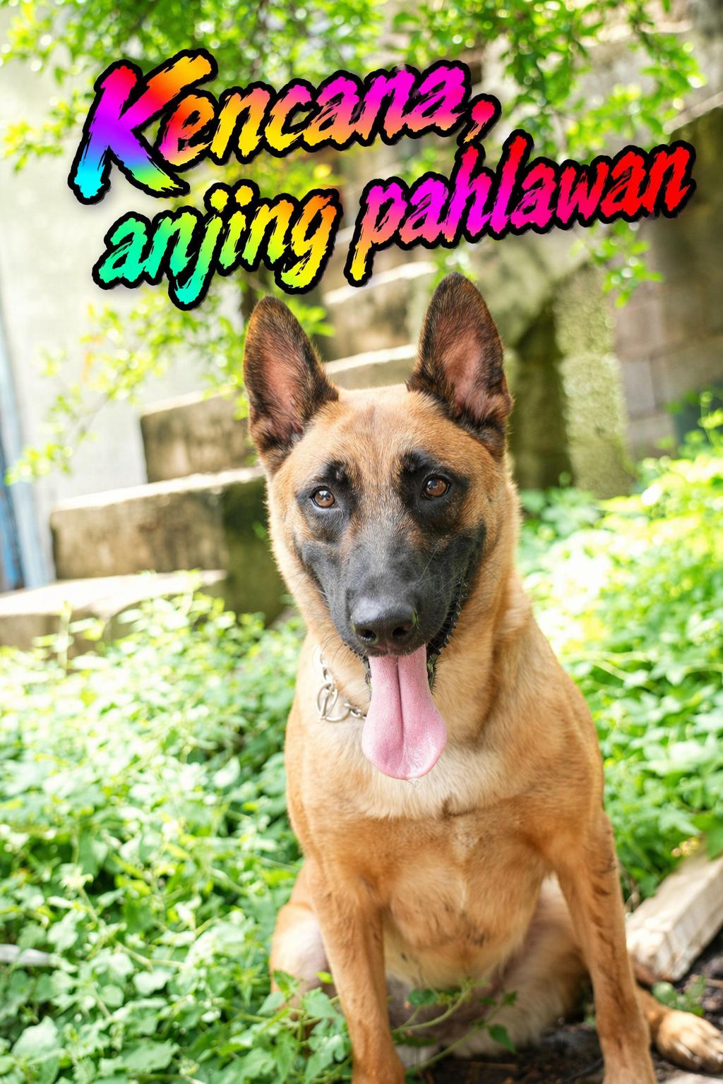 Kencana, anjing pahlawan