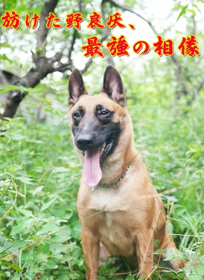 助けた野良犬、最強の相棒