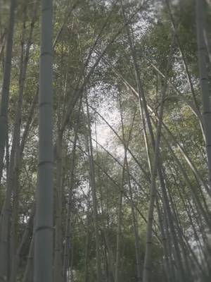 Pembalasan Pedang Netherworld