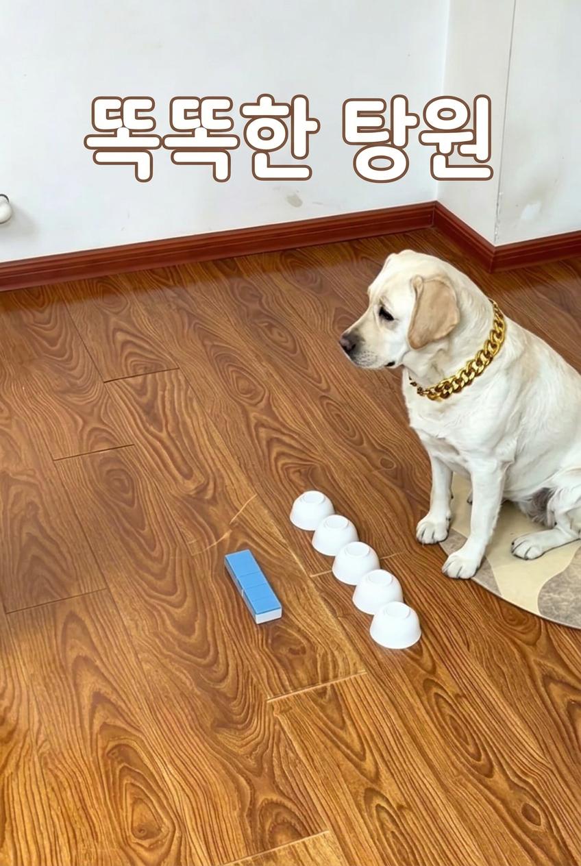 똑똑한 탕원